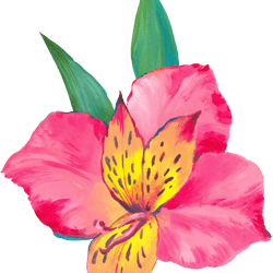 Tropical pink flowers Floral Clipart PNG and pattern