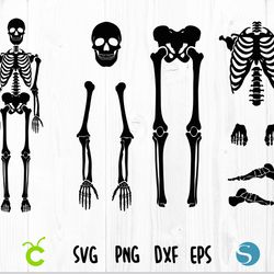 skeleton parts svg, skeleton svg, skeleton bones parts svg, halloween svg, skeleton cricut cut files, skeleton cut files