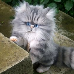 Kitten, Cat,soft toy cat,white kitten,realistic cat,