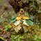 Sleeping forest dragon with toadstools_13.jpg