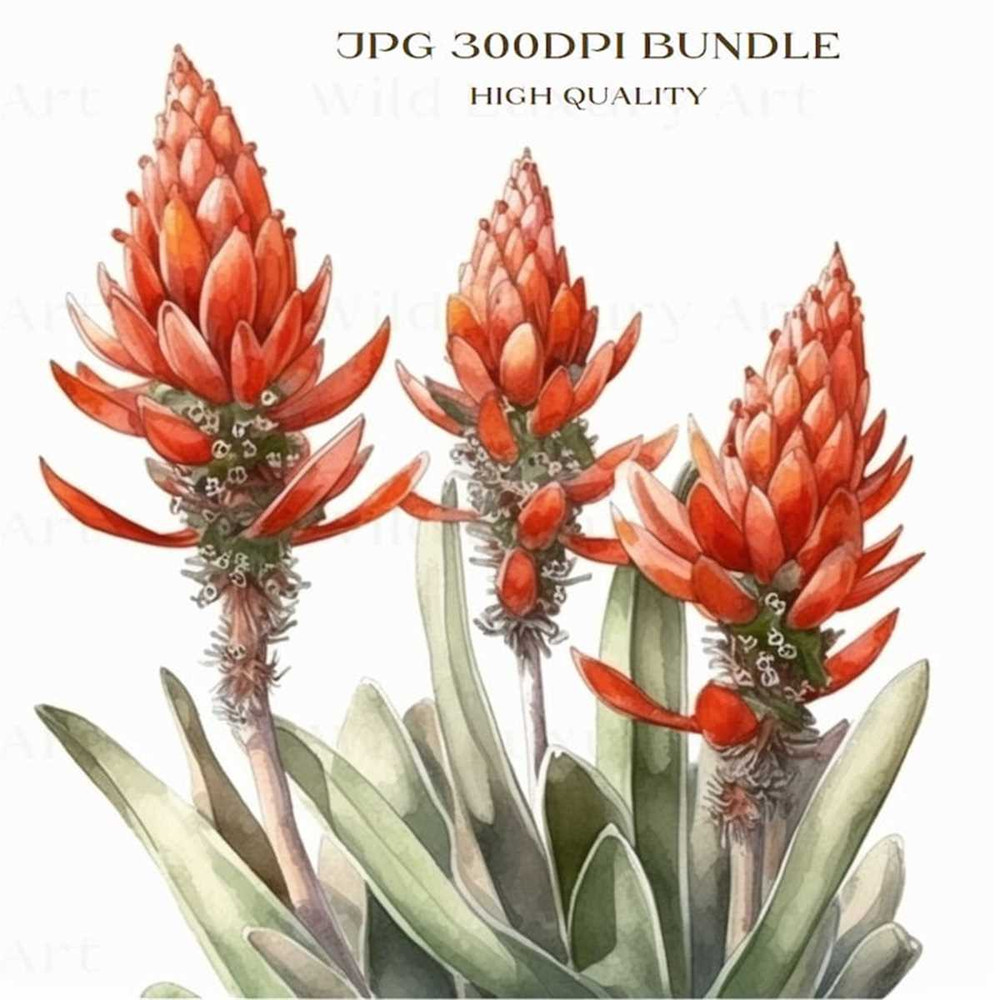 MR-66202313519-striking-table-mountain-aloe-botanical-wall-art-decor-floral-image-1.jpg