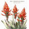 MR-66202313519-striking-table-mountain-aloe-botanical-wall-art-decor-floral-image-1.jpg