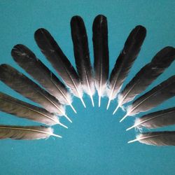 Raven tail feathers real, natural. Hugin Munin