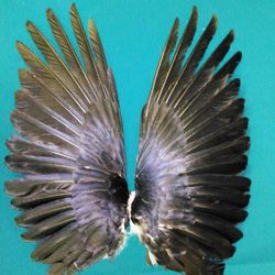 Raven Wings. Real natural. Hugin Munin