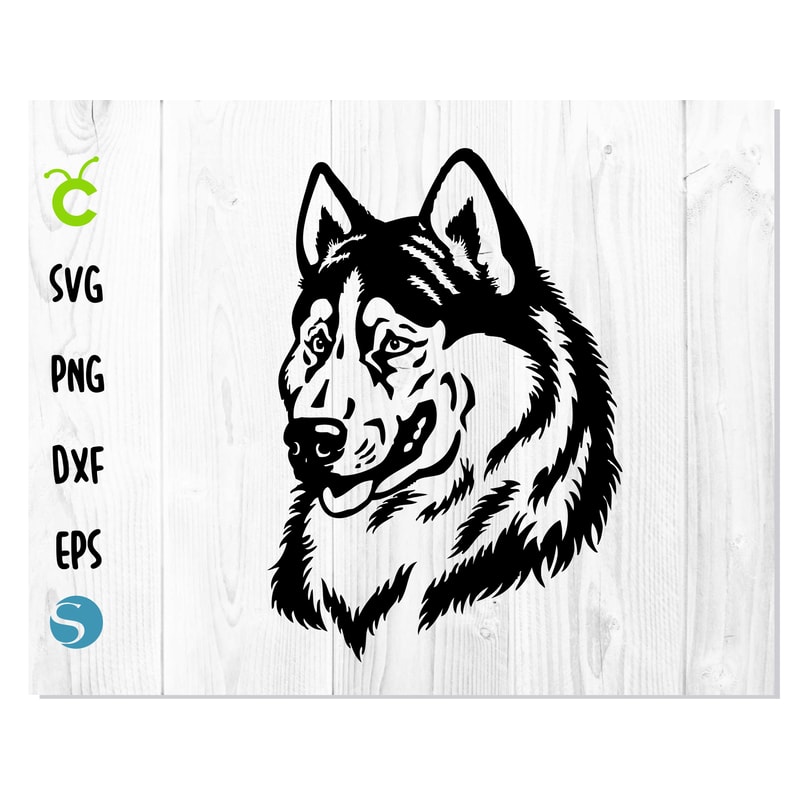 Dog West Siberian Laika Head.jpg