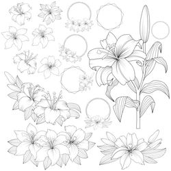 Vector Outline Lily Floral Frames, SVG, EPS, PNG, DXF