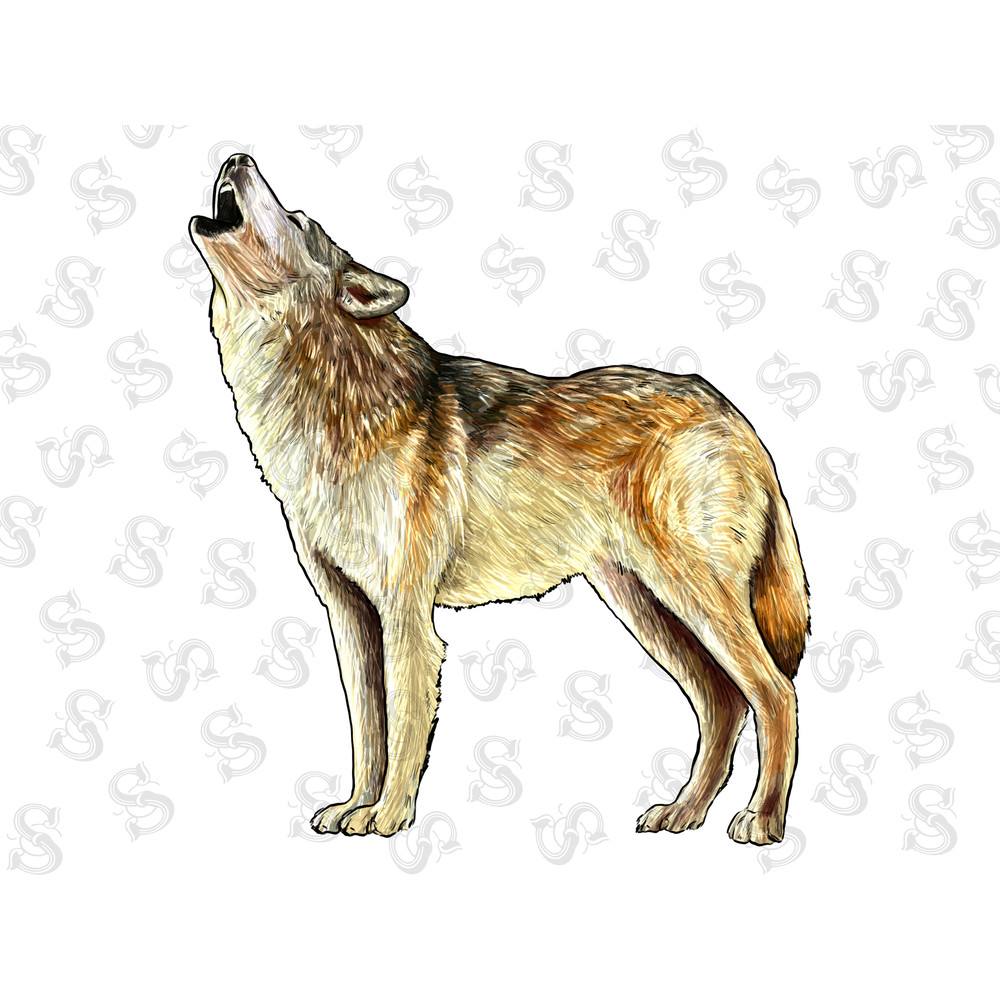 Arctic Wolf Png Sublimation Design, Hand Drawn Arctic Wolf Png, Arctic Wolf Portrait Png, Animal Png, Hand Drawn Wolf Png, Digital Download - 1.jpg