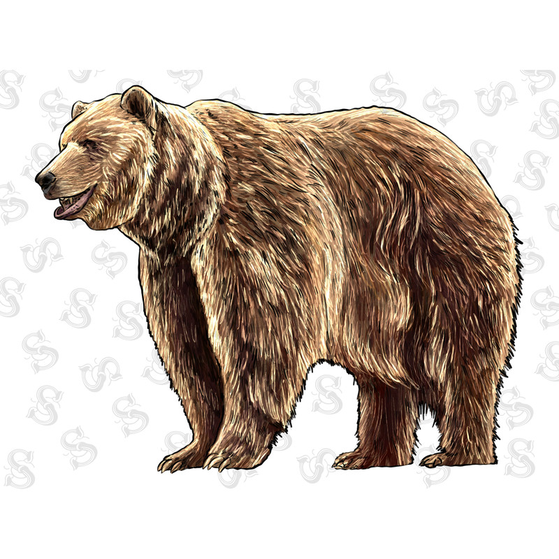 Brown Bear Png Sublimation Design, Hand Drawn Brown Bear Png, Bear Portrait Png, Bear Png, Bear Clipart, Animal Png Digital Downloads - 1.jpg