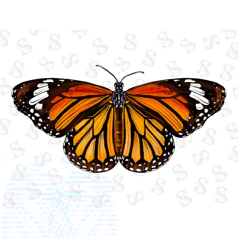 Butterfly Png,Butterfly Clipart,Colorful Butterfly Clipart,Butterfly,Butterflies Image Pack,Painted Butterflies Clipart,Watercolor Butterfly - 1.jpg