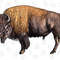 Buffalo PNG, Aztec Png, Bison PNG, Western PNG, Vintage Rodeo Sublimation, Western Sublimation, Cowboy Png, Retro Western Png - 1.jpg