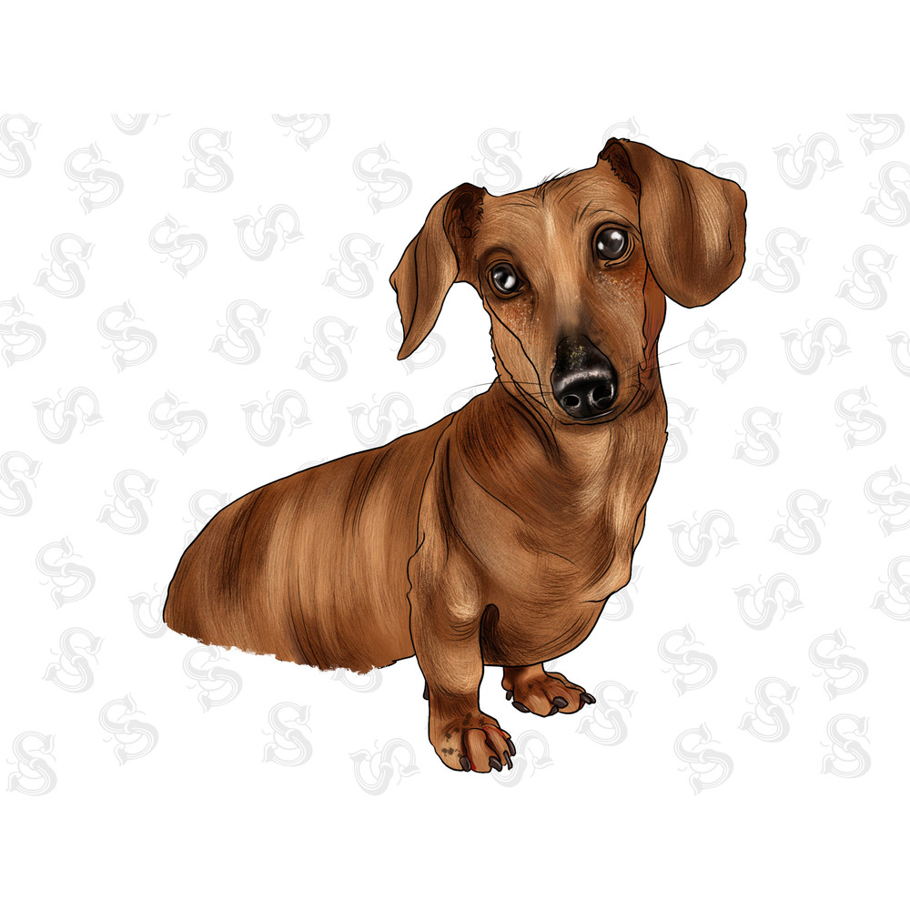 Dachshund Portrait Png Sublimation Design, Dog Mom Png,Handdrawn Dachshund Png,Animals, Dachshund Dog Png, Dachshund Png, Instant Download - 1.jpg