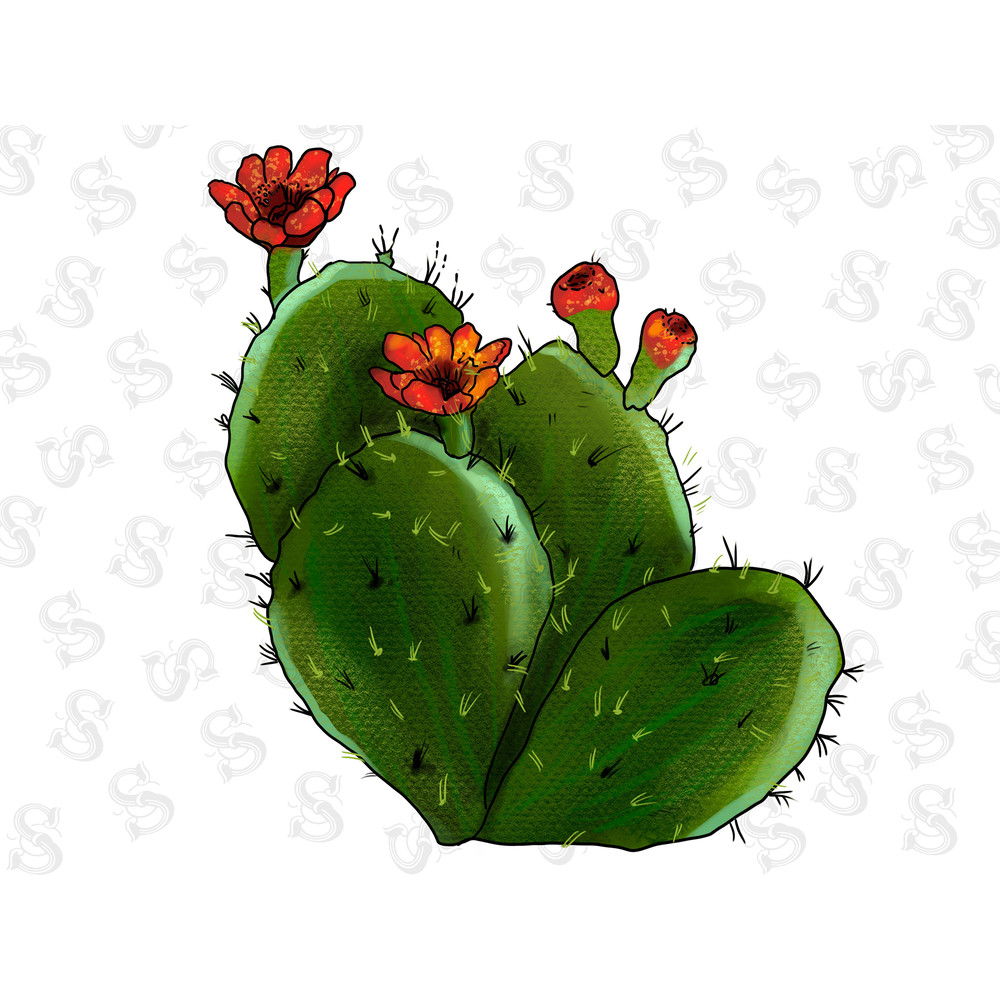 Eagle Claws Cactus Png, Cactus Png Sublimation Design, Turk's Head Cactus Png,Hand Drawn Cactus Png, Flower Png, Cactus Png Downloads - 1.jpg