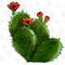 Eagle Claws Cactus Png, Cactus Png Sublimation Design, Turk's Head Cactus Png,Hand Drawn Cactus Png, Flower Png, Cactus Png Downloads - 1.jpg