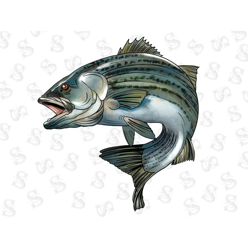 Jumping Bass Png Sublimation Design,fish Png,Jumping Bass Png,Hand Drawn Fish,Fish Portrait Png,Sea Animals,Fish Clipart,Digital Download - 1.jpg