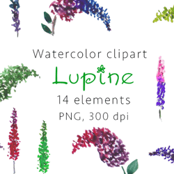 Lupine Watercolor clipart, PNG