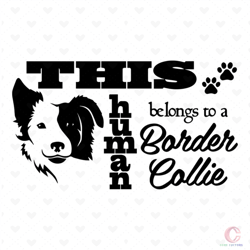 This Human Belongs To A Border Collie Svg, Trending Svg, Dog Svg, Border Collie Dog Svg, Border Collie Gift, Border Coll