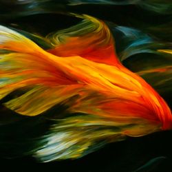 golden fish digital art print / abstract art / samsung frame tv art / digital art frame tv