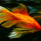 1 Golden Fish - PNG-1920-1080.png