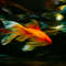 1 Golden Fish - PNG-1000.png