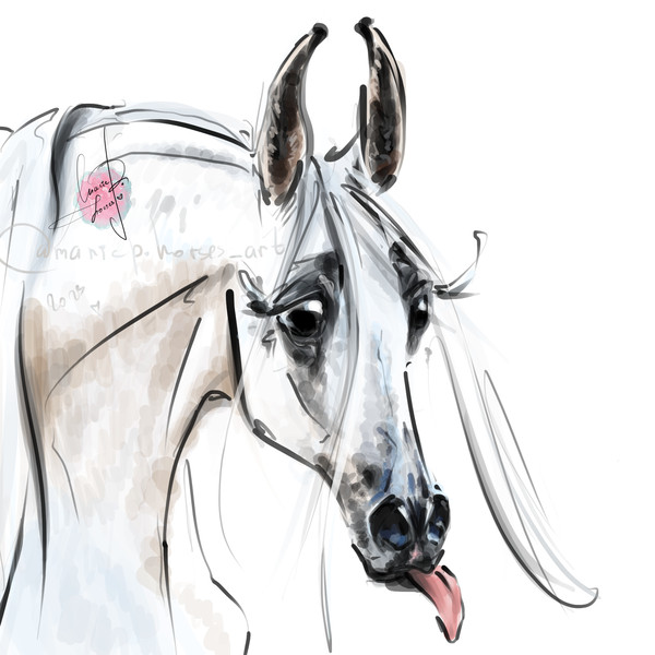 Light Grey White Arabian Horse ART commission custom original equine artist illustration pet portrait realistic drawing personalized painting equestrian gift ar