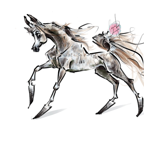 Light Gray Dapple Grey Arabian Horse ART commission custom original equine artist illustration pet portrait realistic drawing personalized painting equestrian g