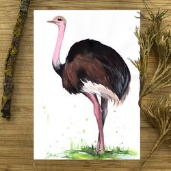Ostrich bird painting, watercolor paintings, handmade home art bird watercolor painting by Anne Gorywine