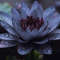 Black lotus 1.png