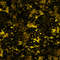 Yellow Black Splatters 22.jpg