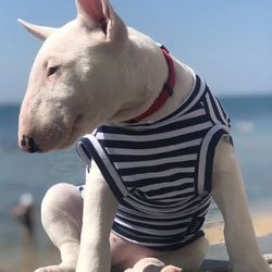 Shirt for small dog Summer Striped sailor navy shirt Cotton Casual Pet Comfortable Dog Costume Puppy T-Shirt Breathable
