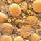 Fat Cells.jpg