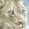 Portrait of a lioness.DPW2 2.jpg