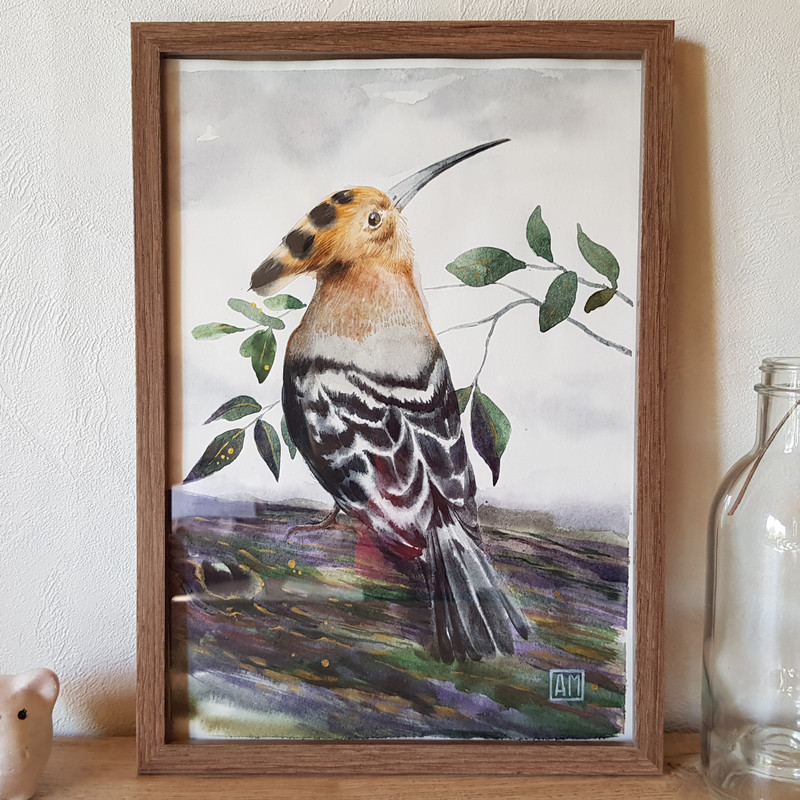 01 Watercolor artworkl painting in a frame - bird Hoopoe 8.2 - 11.6 in ( 21-29,7cm )..jpg