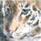 01 Little tiger.DPW1.jpg