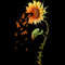 Sunflower  (107).jpg