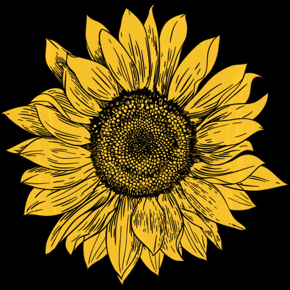Sunflower (140).jpg