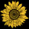 Sunflower (140).jpg
