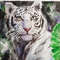 1 Watercolor artwork painting white tiger 15.7- 11.6 in (40 - 29.7  cm)..jpg