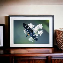 Nine-spotted Moth Digital Photography