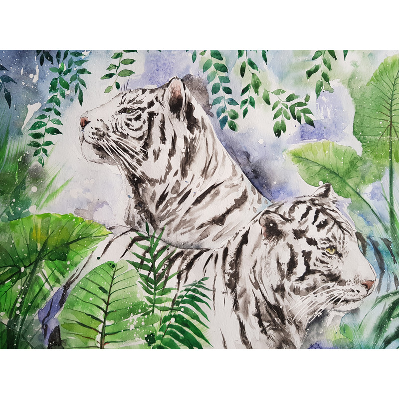 1 Watercolor artwork painting white tiger 15.7- 11.6 in (40 - 29.7 cm)..jpg
