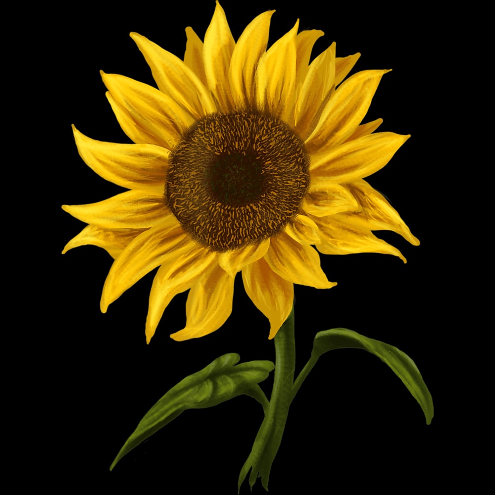Sunflower (155).jpg
