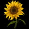 Sunflower (155).jpg