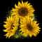 Sunflower (185).jpg