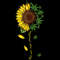 Sunflower  (191).jpg