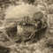 Sepia Indian Vista.jpg