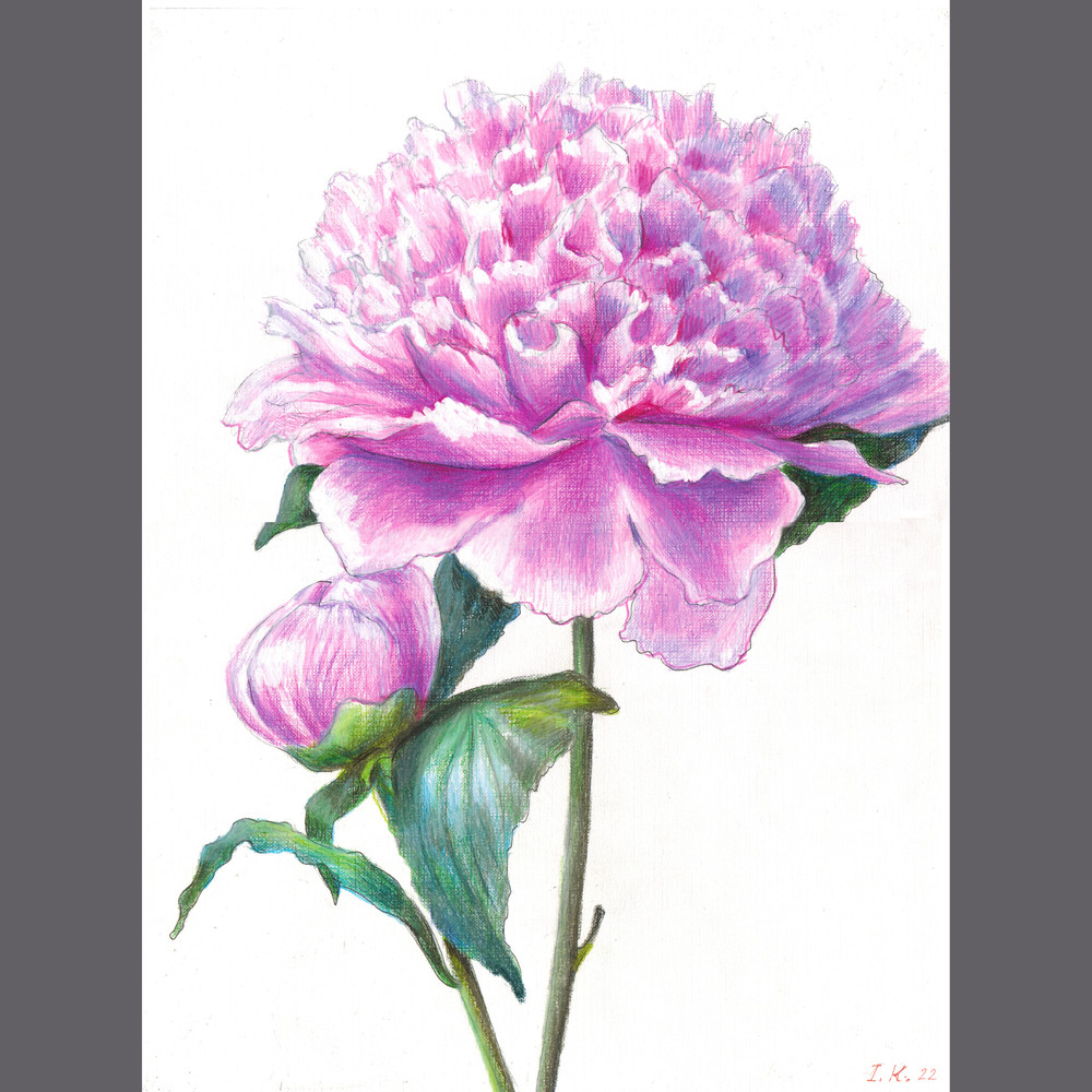 peony.jpg