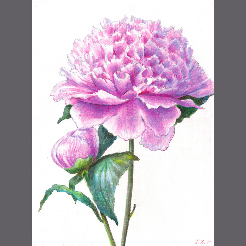 peony.jpg