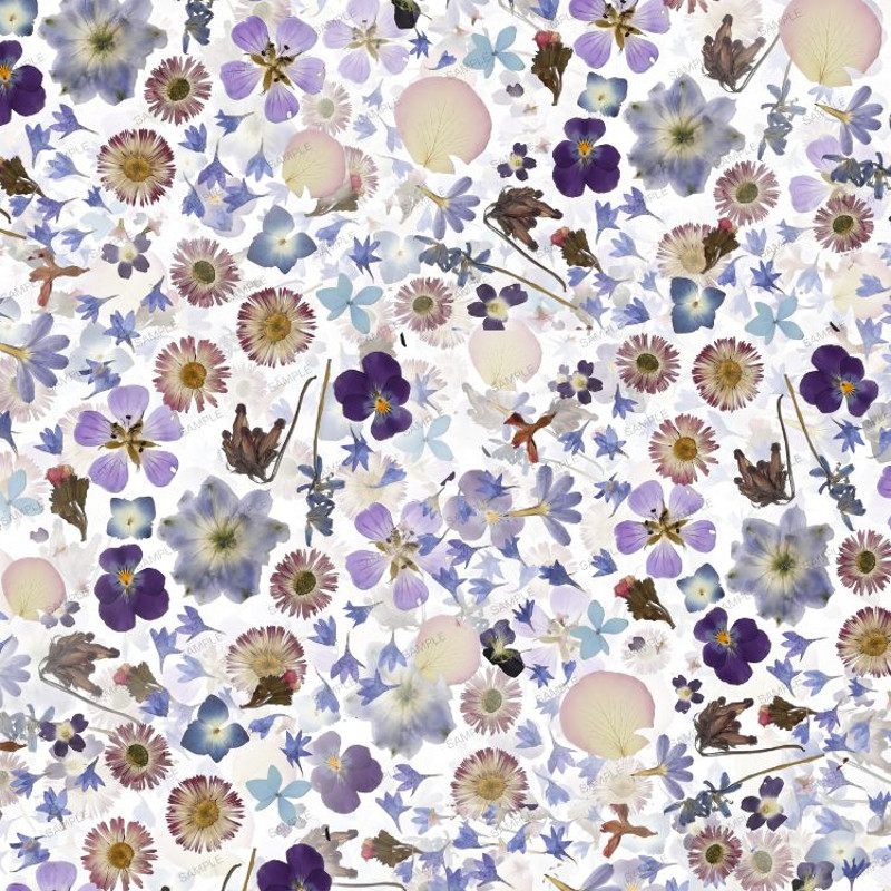 Pressed Flowers 27.jpg