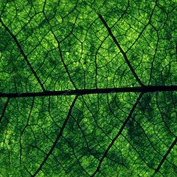 leaf veins 23 seamless tileable repeating pattern