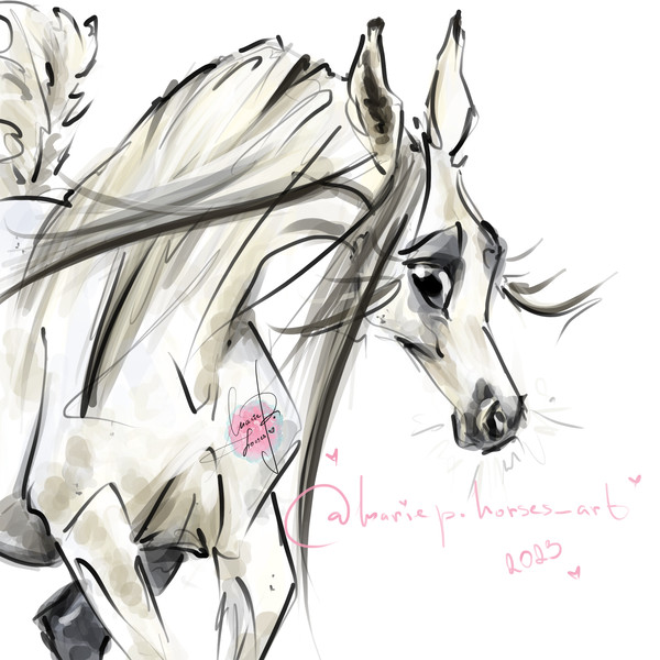 cream white Arabian Horse ART commission cute sketch doodle custom original equine artist cartoon illustration pet portrait realistic drawing personalized paint