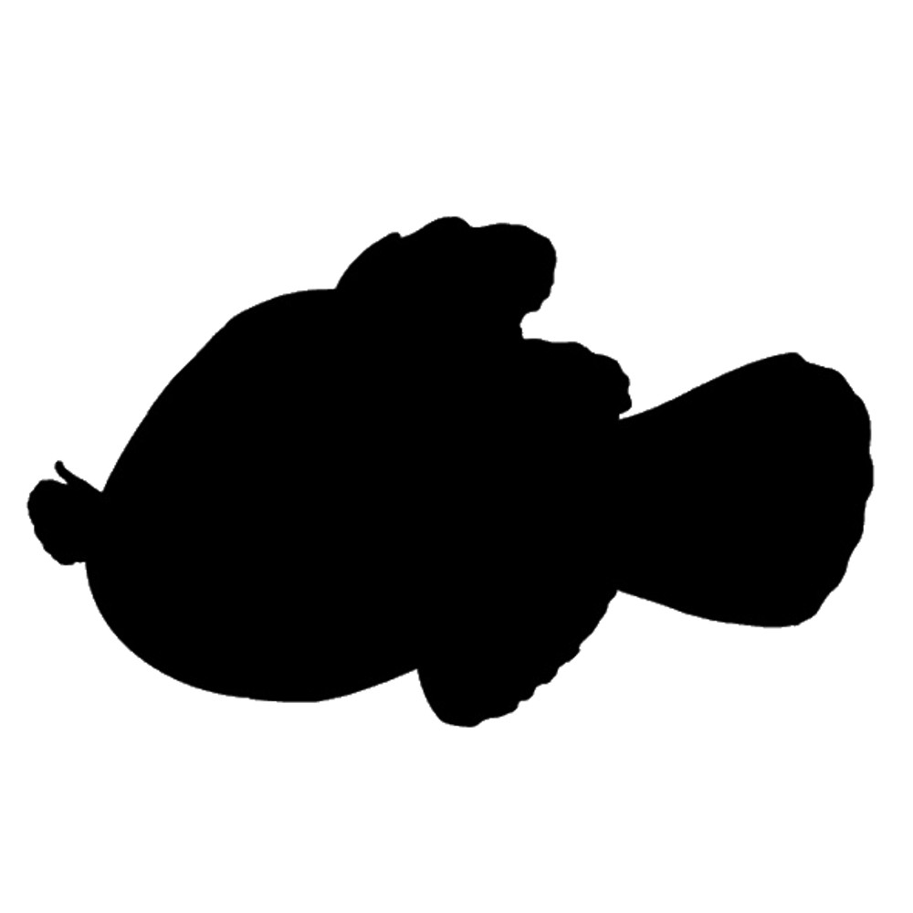 Nemo (100).png